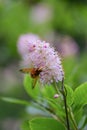Coastal sweetpepperbush Clethra alnifolia Pink spire pink flowers and a hoverfly