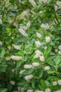 Coastal sweetpepperbush Clethra alnifolia, white flowering shrub