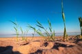 Coastal Symphony: Grass Flourishing on Baltic Sands.