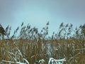 Coastal thickets on the Mukhavets river in winter