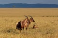 Coastal Topi - Damaliscus lunatus, highly social antelope, subspecies of common tsessebe, occur in Kenya, formerly found in