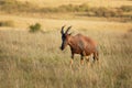 Coastal Topi - Damaliscus lunatus, highly social antelope, subspecies of common tsessebe, occur in Kenya, formerly found in Royalty Free Stock Photo