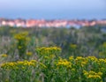 Wells-next-the-Sea, North Norfolk UK on the horizon, photographed at dusk. Ragwort wild flowers in the foreground.