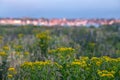 Wells-next-the-Sea, North Norfolk UK on the horizon, photographed at dusk. Ragwort wild flowers in the foreground.