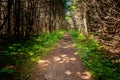 Coastal Trail forest path, Gros Morne, Newfoundland, Canada