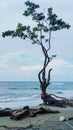 Coastal tree with an idyllic scene Royalty Free Stock Photo