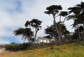 Coastal trees surround a residence Royalty Free Stock Photo