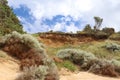 Coastal vegetation adapts to wind, rain and salt