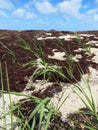 Coastal vegetation on white sand and seaweed background under tropical blue sky of the French West Indies. tropical wallpaper