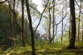 Coastal view through the tress near Josefinelust in Kullaberg, Sweden. Kullaberg is a nature reserve is SkÃÂ¥ne.