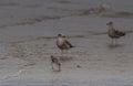 Coastal Wanderers: Common Greenshank Birds Soaring Over Beach