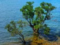 Coastal water with salt water trees in Morowali district, Central Sulawesi, Indonesia. Royalty Free Stock Photo