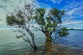 Coastal water trees with clear sky Royalty Free Stock Photo