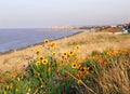 Coastal wild flowers Royalty Free Stock Photo