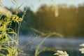 Coastal wild grass with cobwebs, quiet early morning on lake, dawn, first rays of sun. Concept of seasons, environment Royalty Free Stock Photo