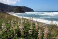 Coastal Wild Lupine, with Panoramic Ocean in Pacific