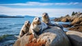 Seals bask on rocky outcrops by the sea.AI Generated