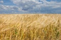 Coastal wind farm in the middle of a wheat field, Botievo, Ukraine Royalty Free Stock Photo