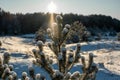 Coastal Winter Wonderland: Sun-Drenched Sands, Fir Trees, and Pine Forest Majesty. Garciema Pludmale, Latvija
