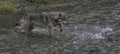 Coastal Wolf chases salmon