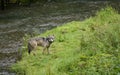 Coastal Wolf looking back