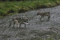 Coastal Wolves fishing Royalty Free Stock Photo