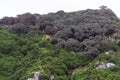 Coastal woodland The Snares, Subantarctic New Zealand