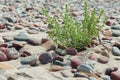 Coastel plant prickly saltwort