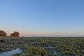 Algae during low tide at Point Lonsdale, Australia