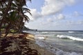 Coastline in Barbados with with seaweed-covered beaches and Atlantic Ocean