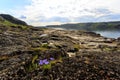 Coastline of Barents sea in northern polar summer. Arctic ocean, Kola Peninsula, Russia