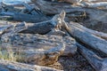 Coastline Driftwood Macro Royalty Free Stock Photo