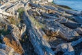 Coastline Driftwood Piles 5