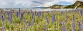 Coastline near Kaikoura, New Zealand - panoramic view