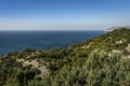 The coastline overgrown with bright greens of old junipers. Blue sea goes into the blue cloudless sky Royalty Free Stock Photo