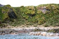 Coastline with penguins and fur seals between rocks and stony beach in South Georgia Royalty Free Stock Photo