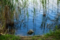 The coastline of the river with reeds and reflection Royalty Free Stock Photo