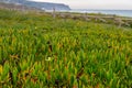 Coastline with stones, plants and surfs in cloudy day Royalty Free Stock Photo