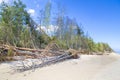 Coastline during the storm. Fallen trees on the sandy shore of the Baltic Sea. The estuary of the Lielupe River in the Gulf of Royalty Free Stock Photo