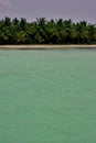 Coastline and tree in dominicana