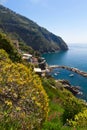 Coastline with yellow flowers, Riomaggiore, Italy Royalty Free Stock Photo