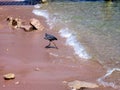 A bird escaping from a marine wave