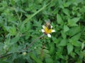 Tridax daisy and bee Royalty Free Stock Photo