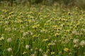 Coat Buttons flower or Tridax daisy flowering plants in daisy family
