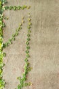 Coat buttons or Mexican daisy on the wall