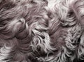 Coat texture lambskin with long grey hair and curls Royalty Free Stock Photo