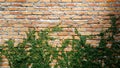 Coatbuttons, Mexican daisy on brick wall background