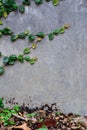 Coatbuttons or Mexican daisy plant on the wall