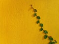 Coatbuttons Mexican daisy plant on yellow wall Royalty Free Stock Photo