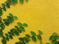 Coatbuttons Mexican daisy plant on yellow wall Royalty Free Stock Photo
